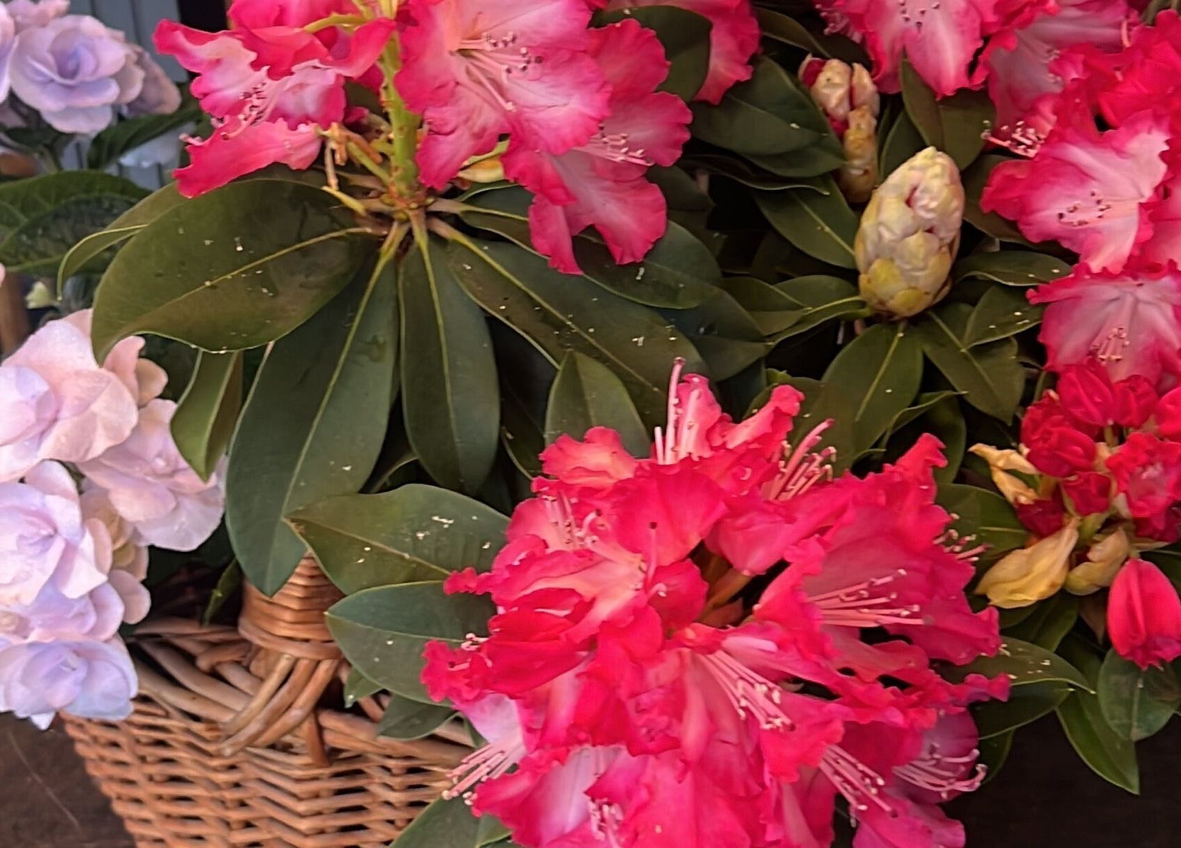 Cesta de flores coloridas em Mirian Reboucas, Darmstadt, Hessen, DE realça beleza natural.