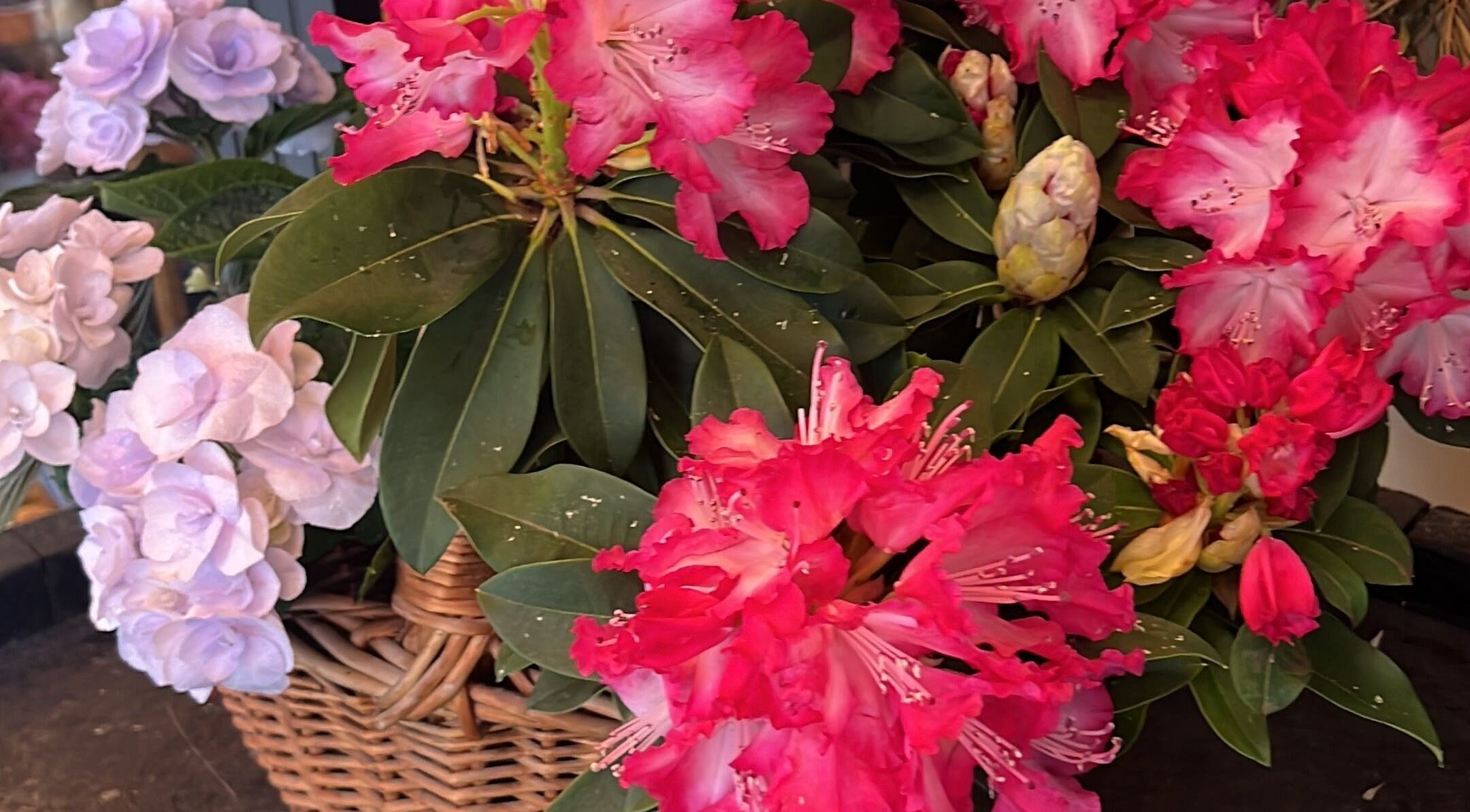 Cesta de flores coloridas em Mirian Reboucas, Darmstadt, Hessen, DE realça beleza natural.