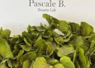 Green leaves at Pascale B Beauty Lab in Limassol, Limassol, CY, symbolizing natural wellness.