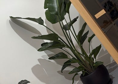 Lush plant decor at Body Therapy Studio in Melbourne, Victoria, AU, enhancing a serene wellness environment.