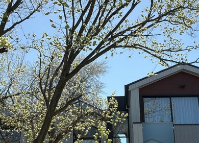 Exterior view of Body Therapy Studio in Melbourne, Victoria with blooming trees.