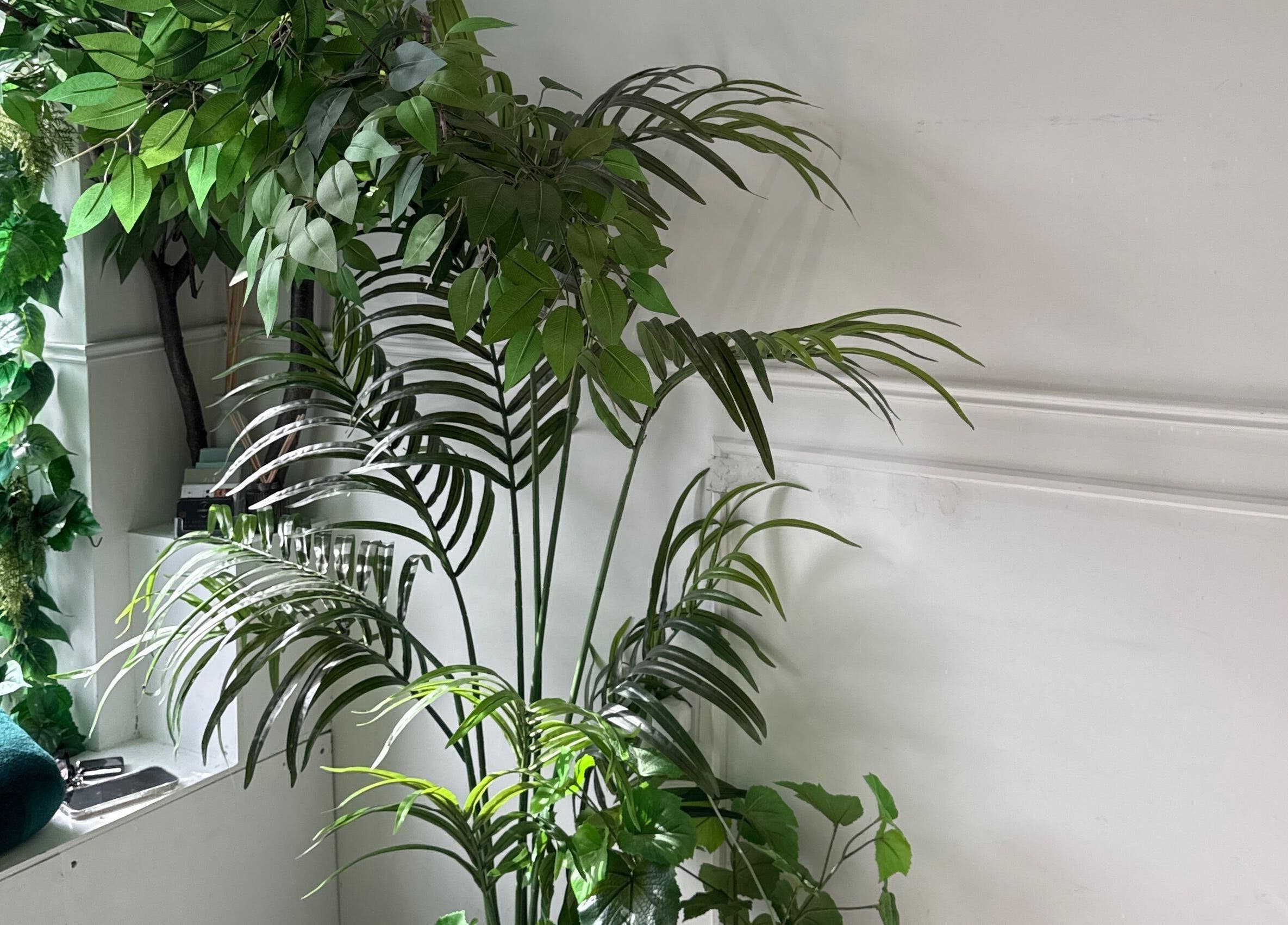 Vibrant indoor plants at The Quartz Clinic in Hucknall, England, GB creating a serene atmosphere.