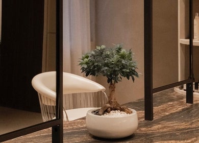 Decoración elegante con bonsái en Eva Ometz, Madrid, Comunidad De Madrid, ES.