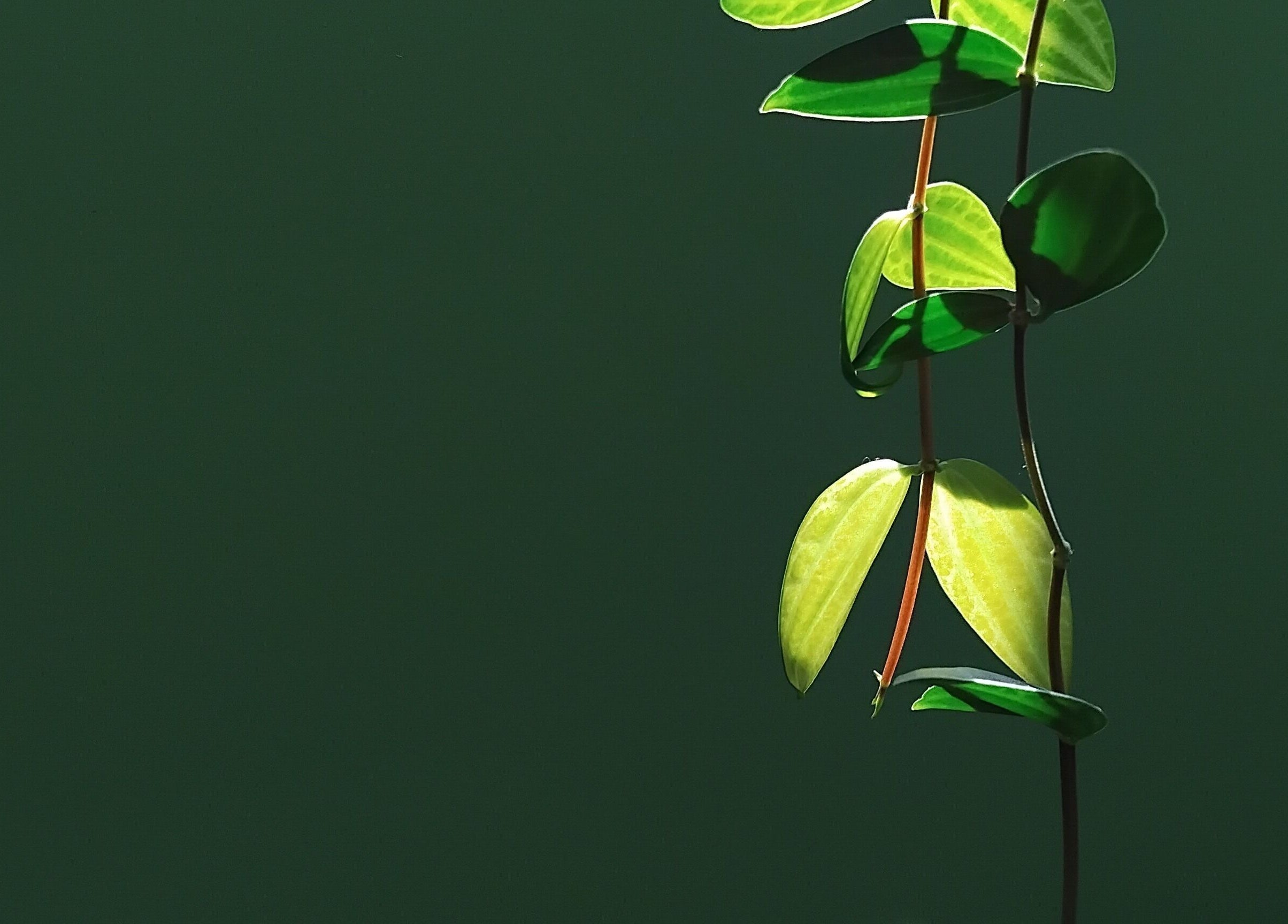 Green vine detail in calming light at Bryony Noble - The Practice Rooms, Cardiff, Wales, GB.