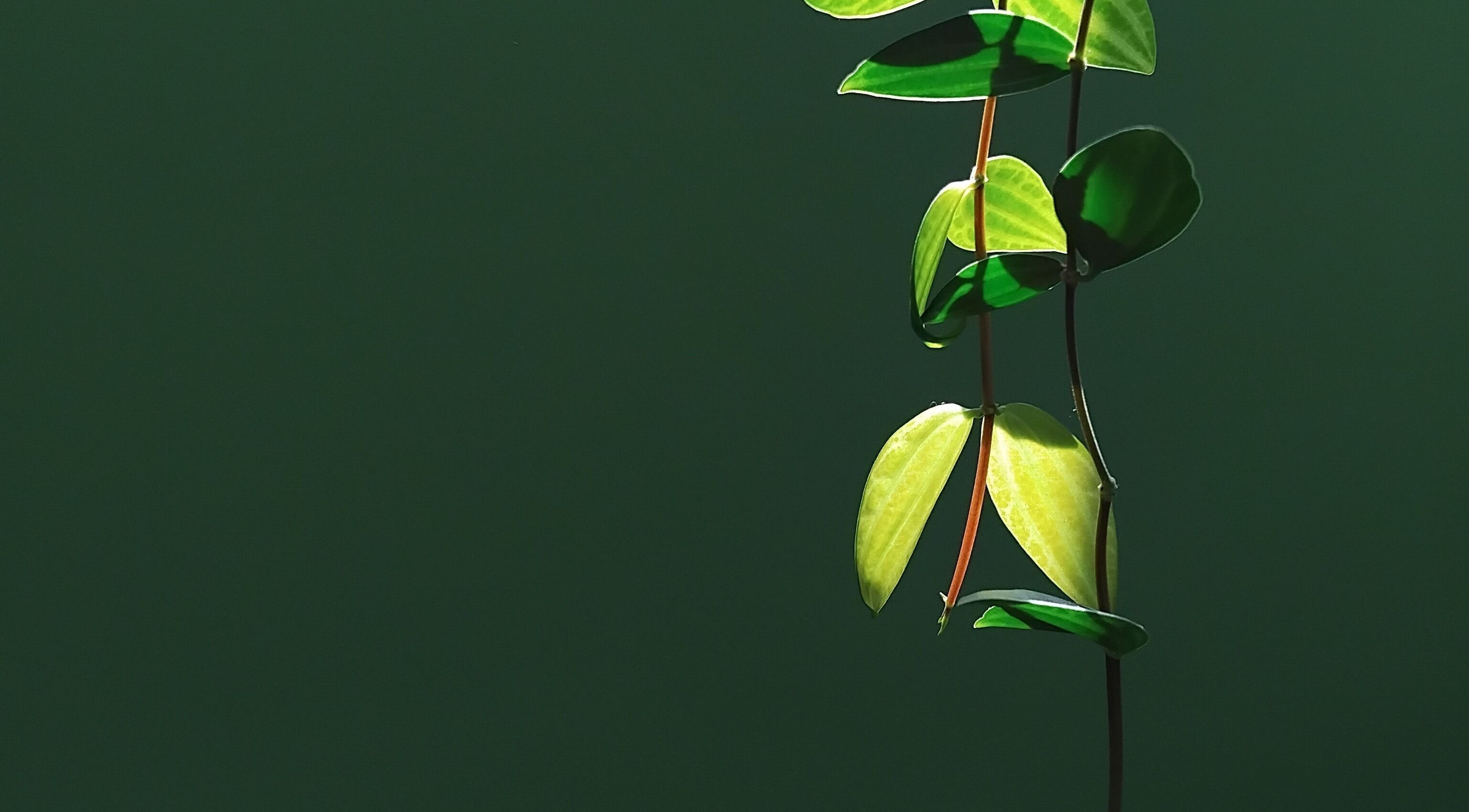 Green vine detail in calming light at Bryony Noble - The Practice Rooms, Cardiff, Wales, GB.