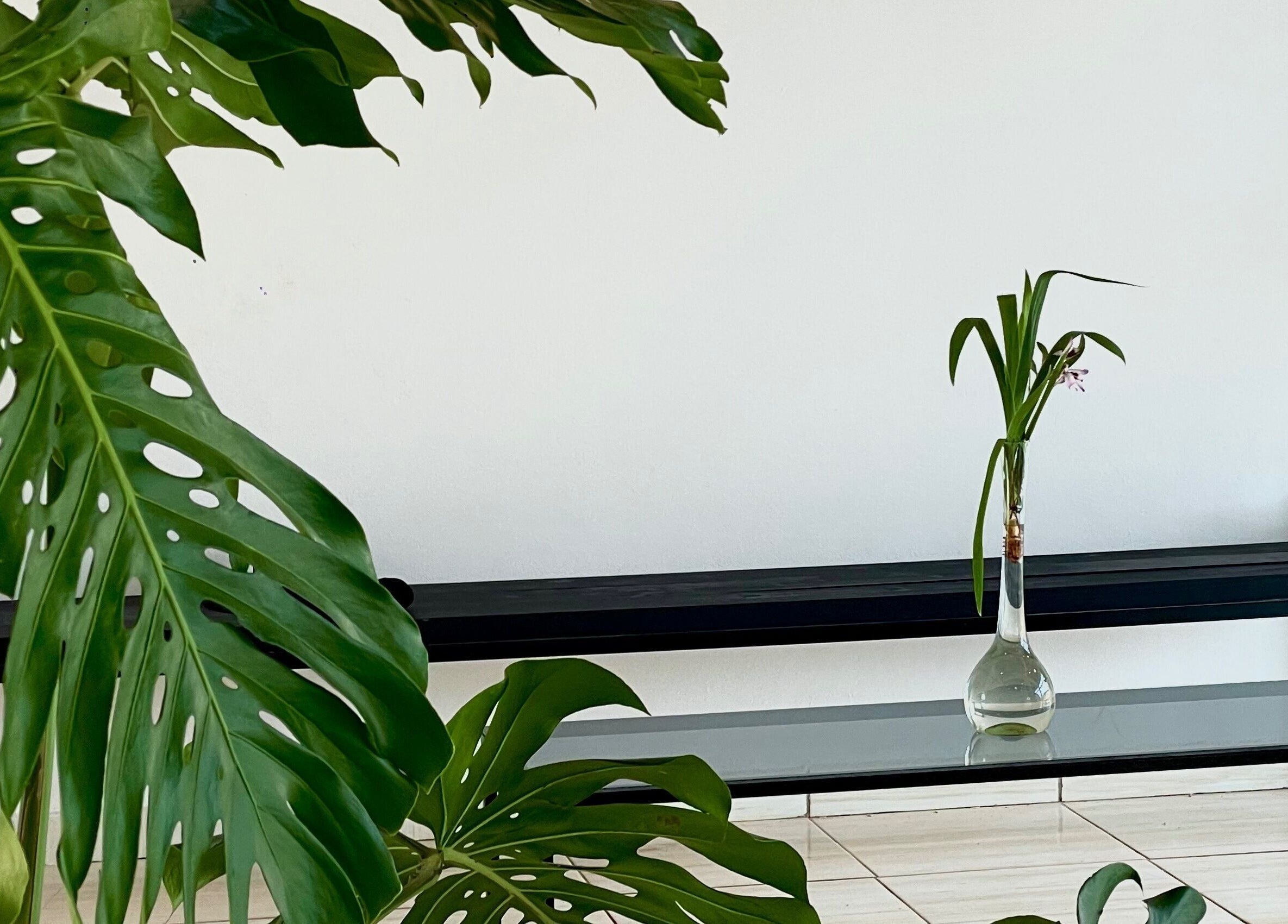 Interior sereno de Jungle Instinct JS en Misiones, Misiones, AR con planta tropical y decoración minimalista.