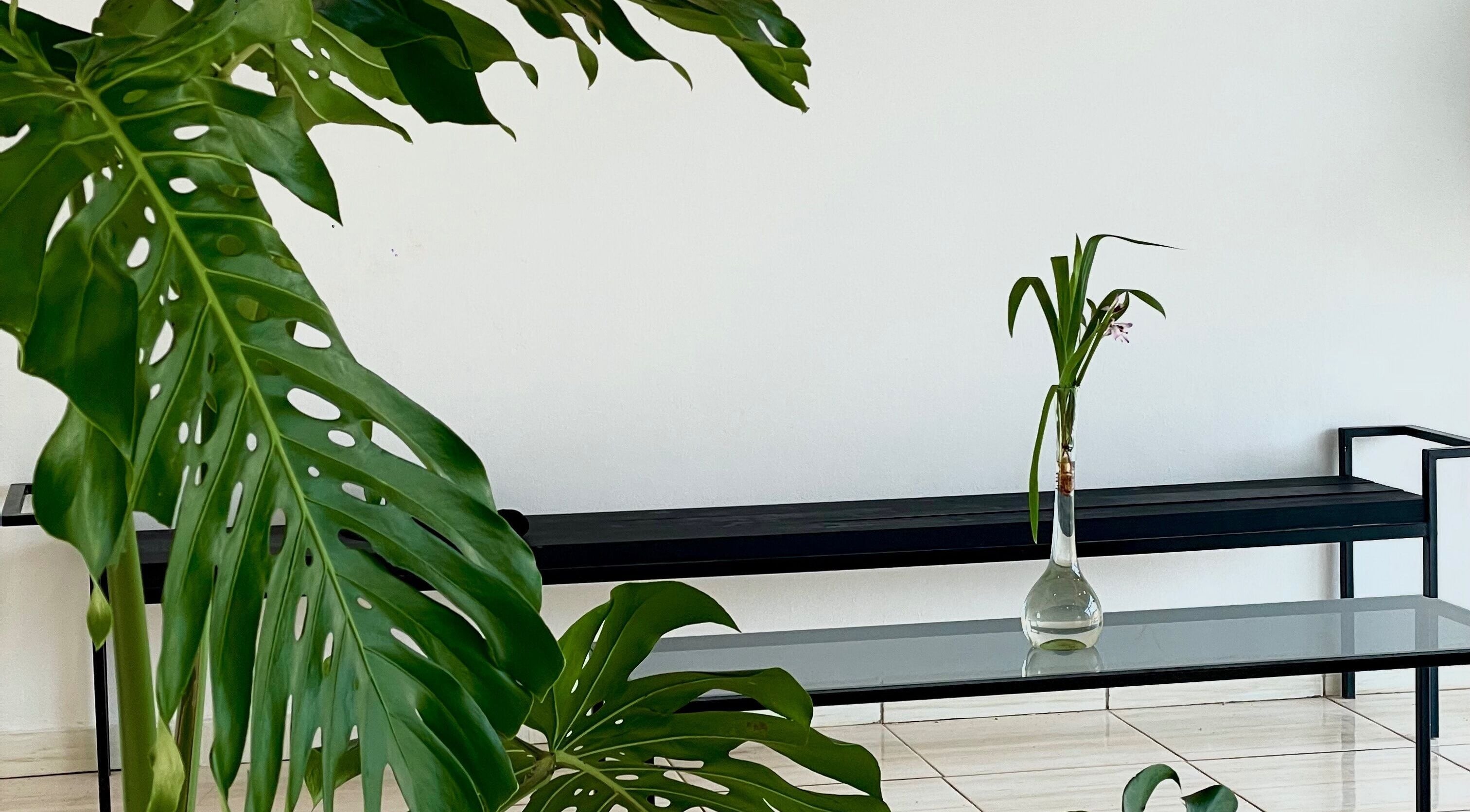 Interior sereno de Jungle Instinct JS en Misiones, Misiones, AR con planta tropical y decoración minimalista.