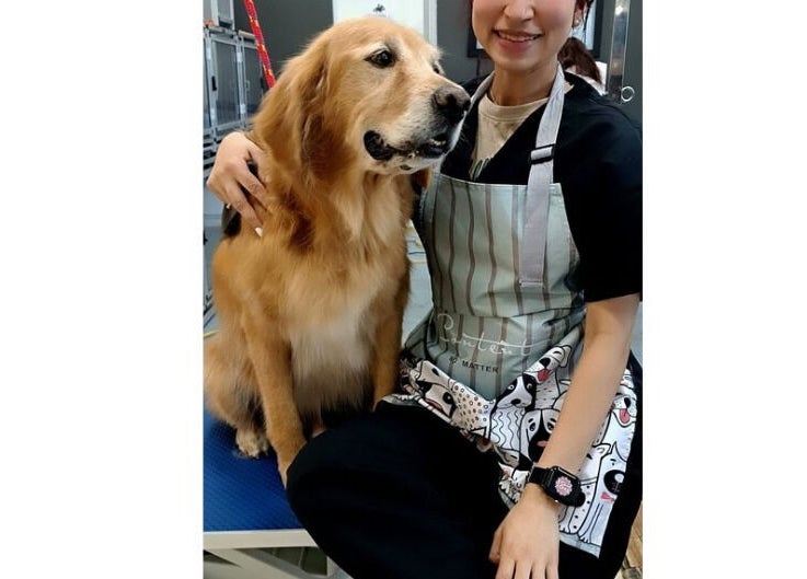 Profesional de Pet Glamour- Grooming a Domicilio en Medellín, Antioquia, CO cuidando un perro. Servicios de alta calidad.