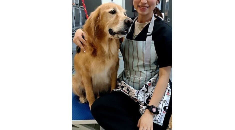 Profesional de Pet Glamour- Grooming a Domicilio en Medellín, Antioquia, CO cuidando un perro. Servicios de alta calidad.