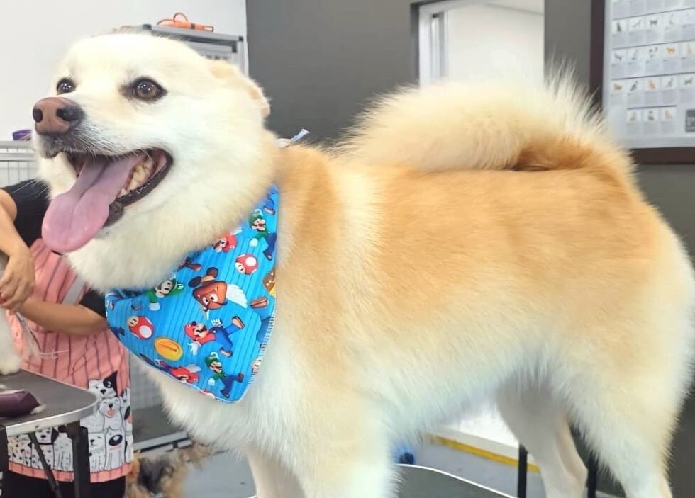 Perro contento con pañuelo alegre en Pet Glamour- Grooming a Domicilio, Medellín, Antioquia, CO.