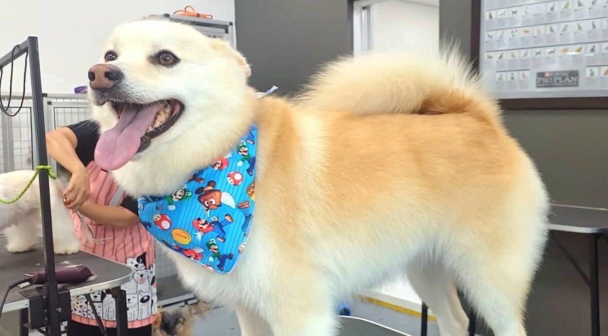 Perro contento con pañuelo alegre en Pet Glamour- Grooming a Domicilio, Medellín, Antioquia, CO.