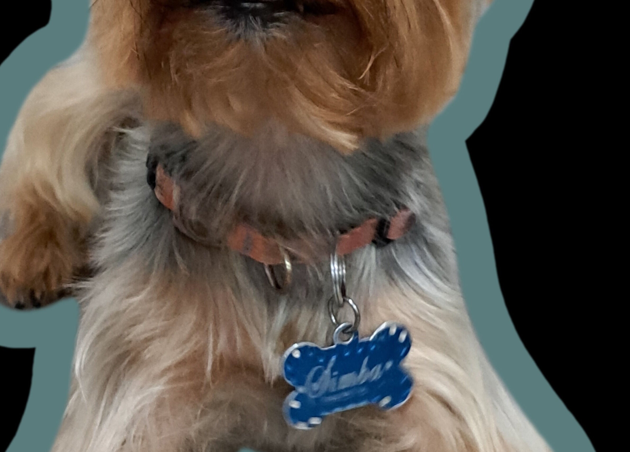 Yorkshire Terrier perfectamente arreglado por Pet Glamour- Grooming a Domicilio en Medellín, Antioquia, CO.