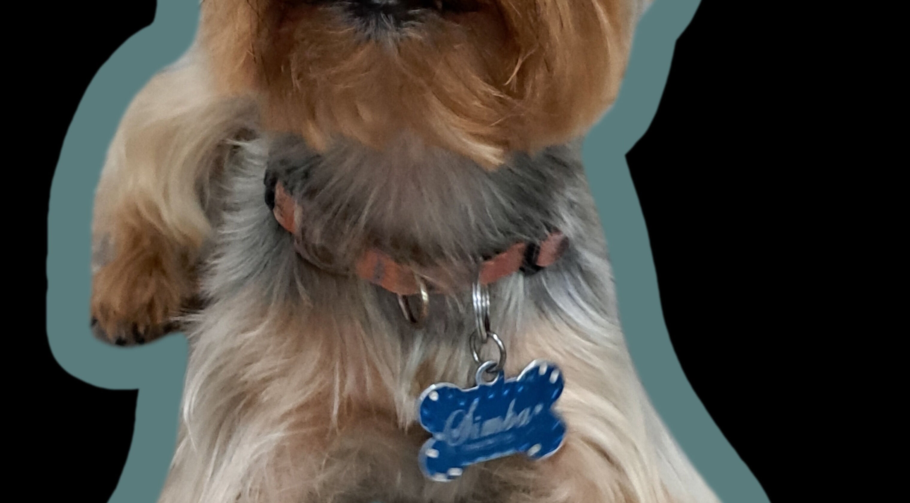 Yorkshire Terrier perfectamente arreglado por Pet Glamour- Grooming a Domicilio en Medellín, Antioquia, CO.