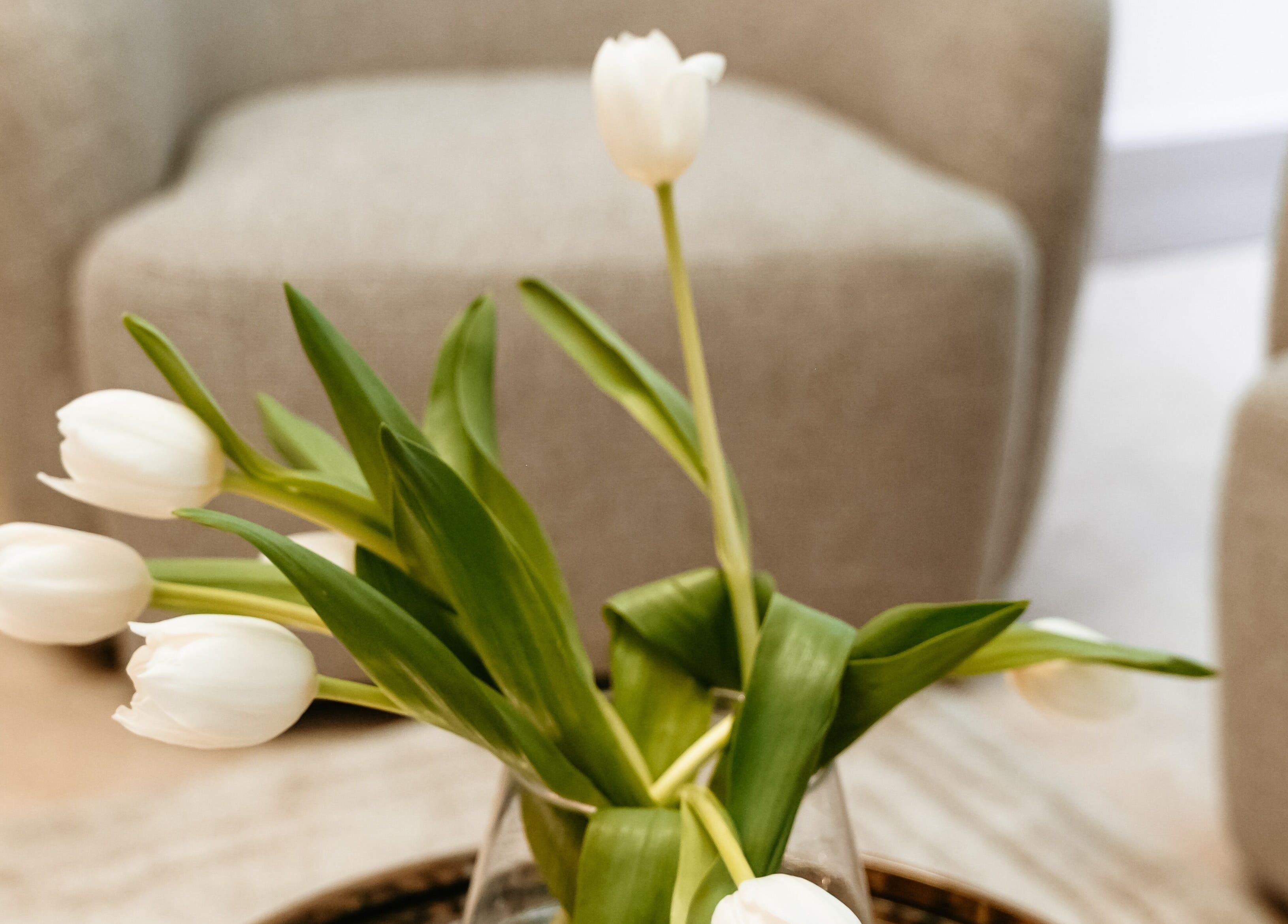 White tulips in a vase at The Dermal Collection, Cape Town, Western Cape, ZA