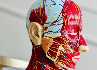 Detailed anatomical face model at NZ Aesthetic Cosmetology in Coventry, England, GB, showcasing muscle structure.