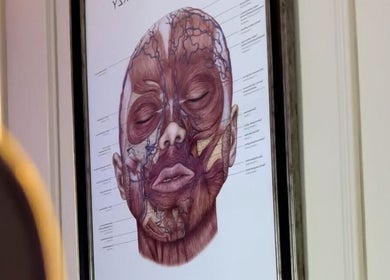 Anatomical face illustration in NZ Aesthetic Cosmetology, Coventry, England, GB, highlighting facial musculature.