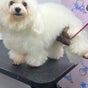 Posh Paws - Metro Footbridge, Business Bay, Dubai