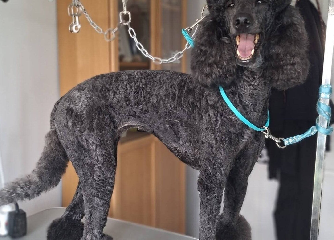 A freshly groomed poodle at Pawlished and Primped Parlour, Wrington, England, GB.