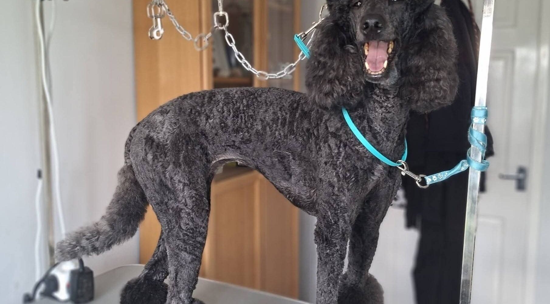 A freshly groomed poodle at Pawlished and Primped Parlour, Wrington, England, GB.