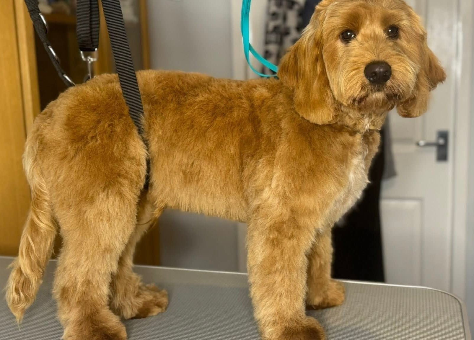 Beautifully groomed dog at Pawlished and Primped Parlour, Wrington, England, GB highlighting expert pet care.