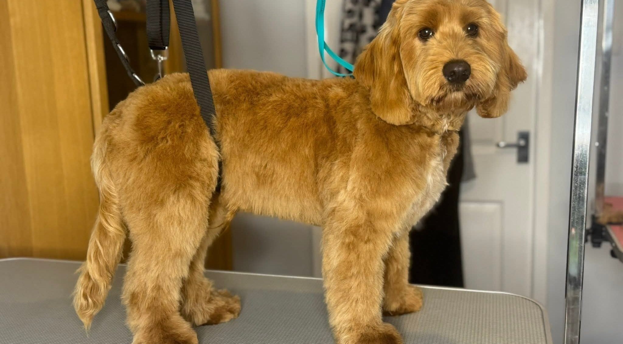 Beautifully groomed dog at Pawlished and Primped Parlour, Wrington, England, GB highlighting expert pet care.