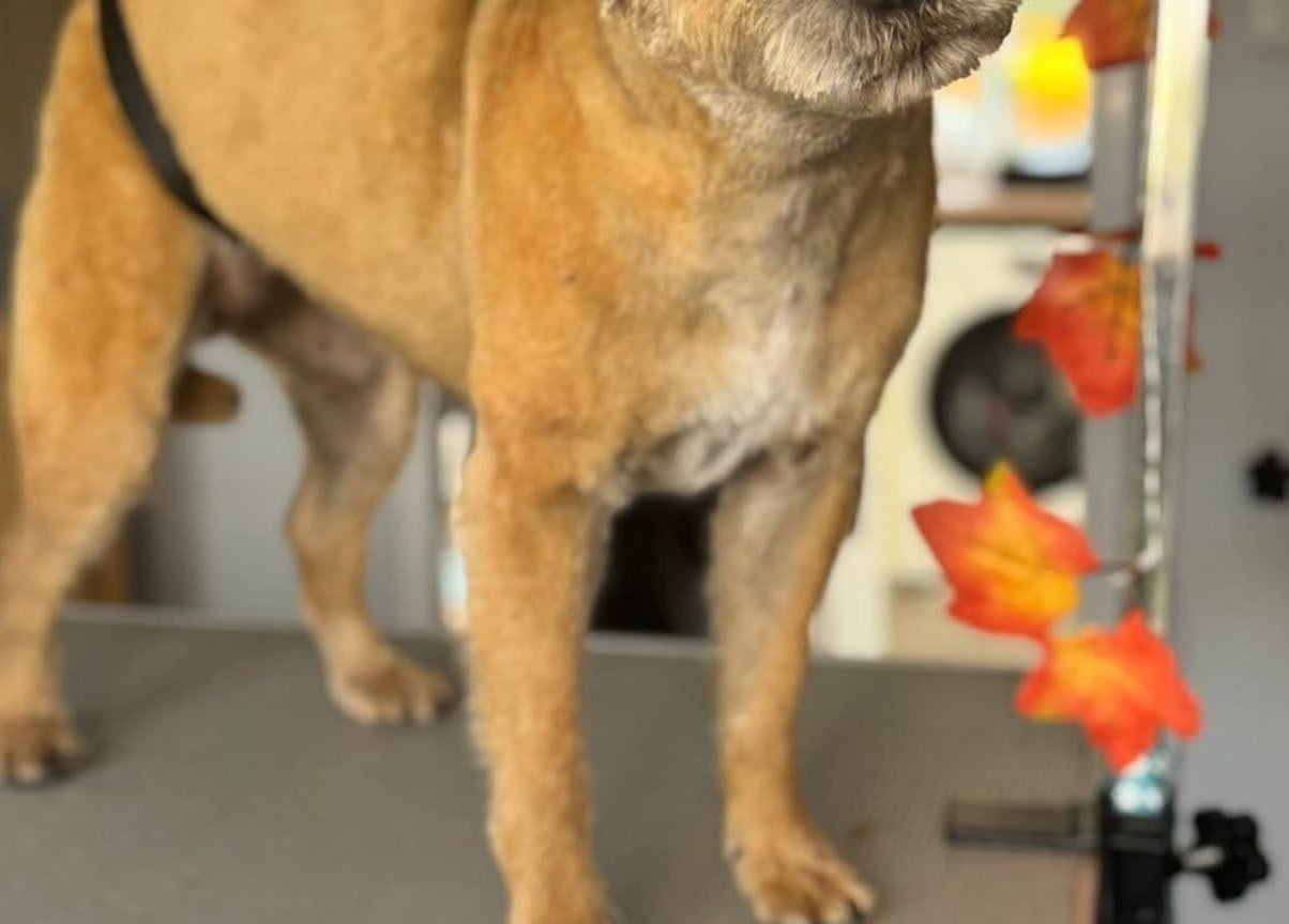 Dog on grooming table at Pawlished and Primped Parlour, Wrington, England, GB with autumn decor.