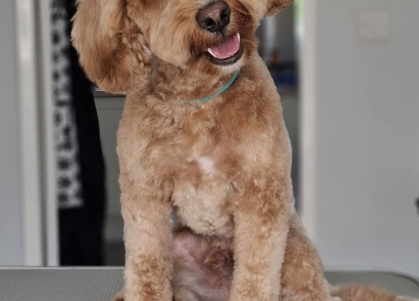Fluffy dog freshly groomed at Pawlished and Primped Parlour in Wrington, England, GB, sitting with a joyful expression.