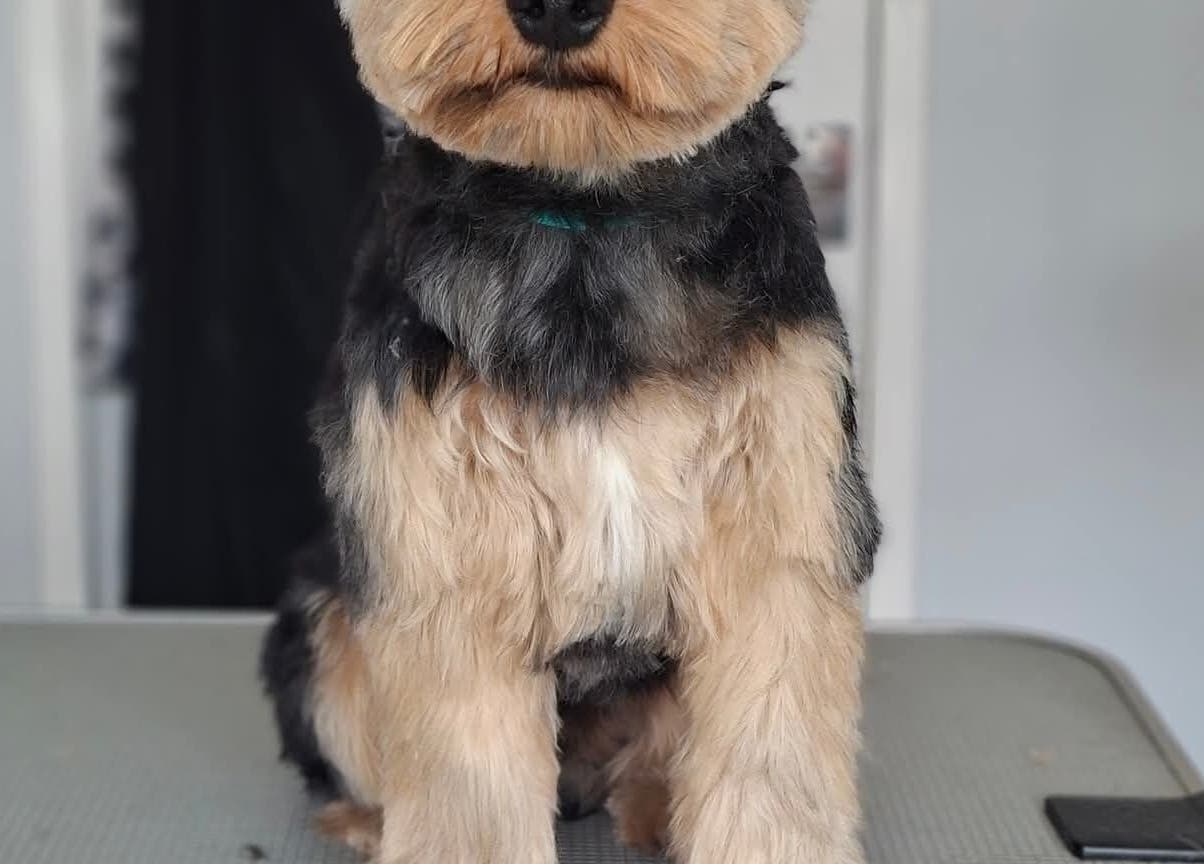 Freshly groomed dog at Pawlished and Primped Parlour, Wrington, England, showcasing professional pet care.