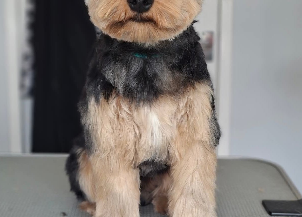 Freshly groomed dog at Pawlished and Primped Parlour, Wrington, England, showcasing professional pet care.