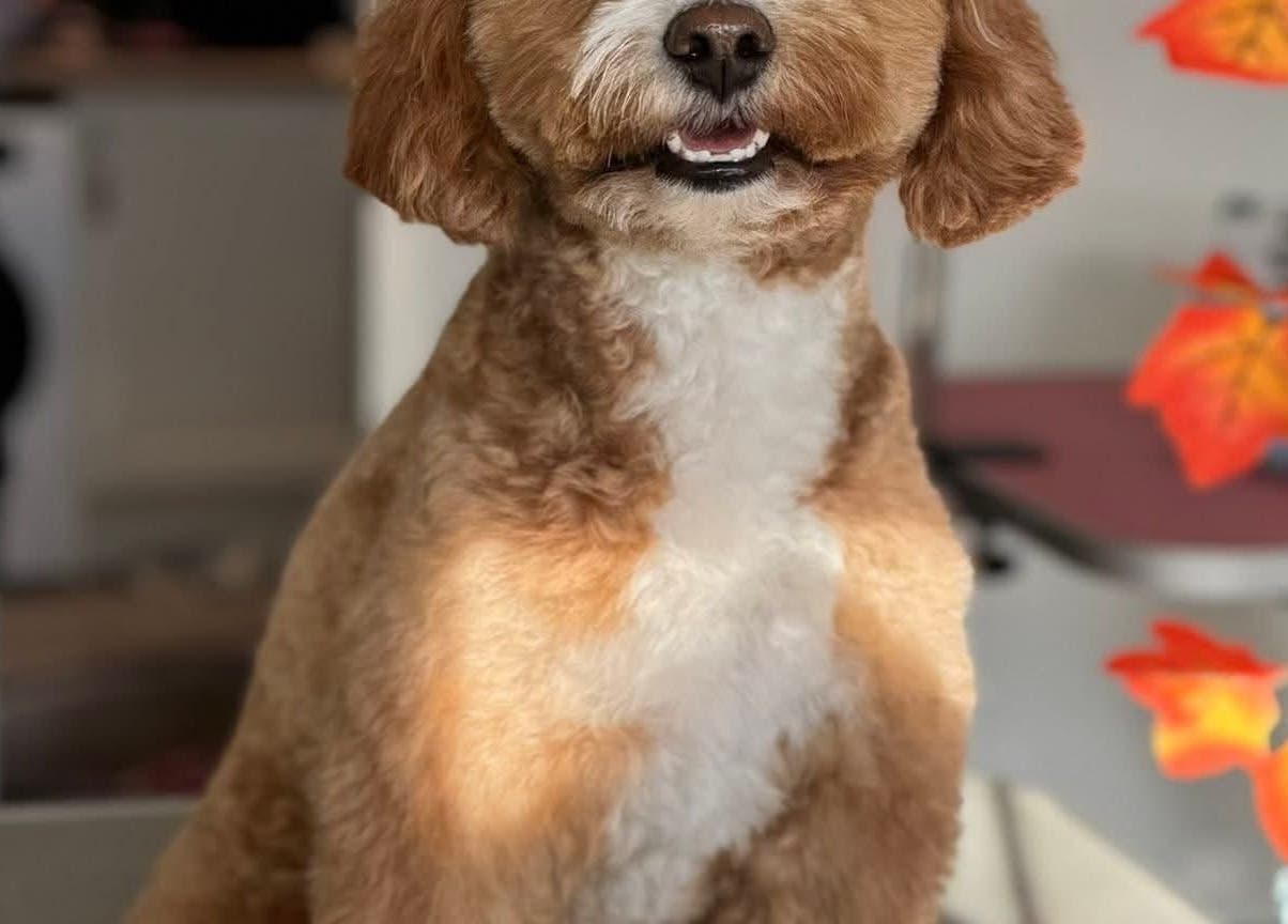 Happy dog after grooming at Pawlished and Primped Parlour in Wrington, England, GB.