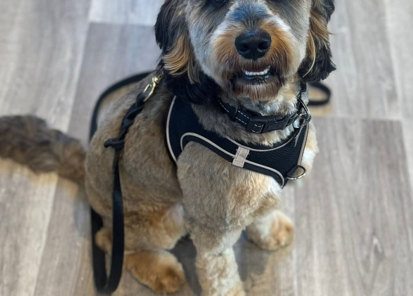 Dog elegantly groomed at Pawlished and Primped Parlour, Wrington, England, GB.