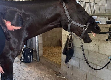 Horse receiving care at Two as One in Darling Downs, Western Australia, AU. A peaceful wellness experience.