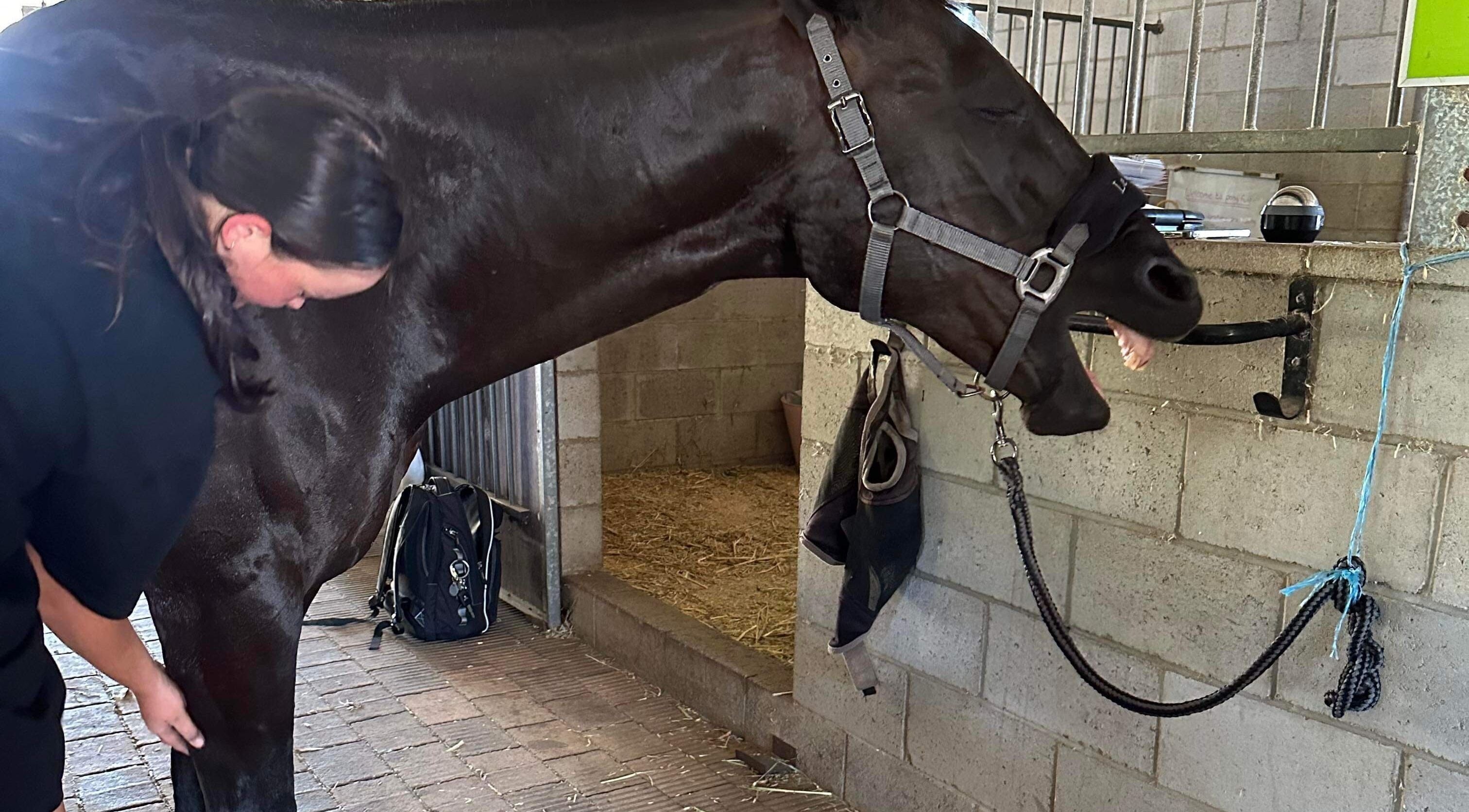 Horse receiving care at Two as One in Darling Downs, Western Australia, AU. A peaceful wellness experience.