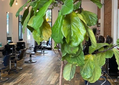 Chic interior of Studio B with mirrors and vibrant greenery, Toronto, Ontario, CA.