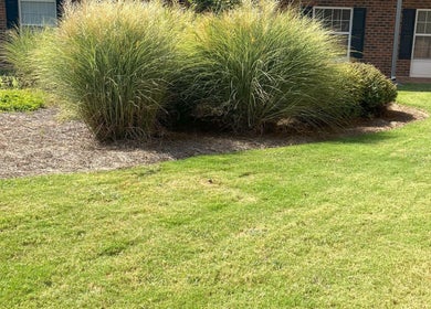 Lush greenery outside Healing Hands Studio NC, Greensboro, North Carolina, US, offering a tranquil ambiance.