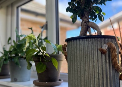 Lush potted plants at Gemma B Holistic Hairdressing, Dunstable, England, GB, enhancing wellness ambiance.