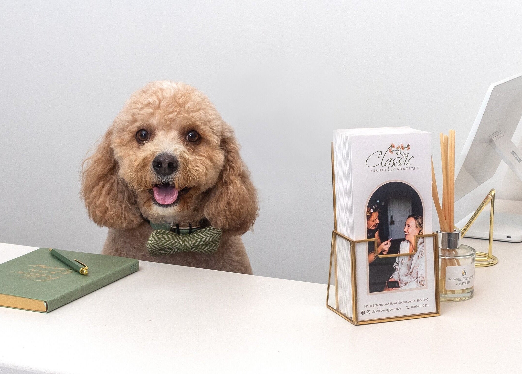 Adorable dog at Classic Beauty Boutique's reception in Bournemouth, England, GB with scent sticks and brochures.