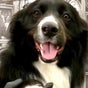 Home of Beauty Pets