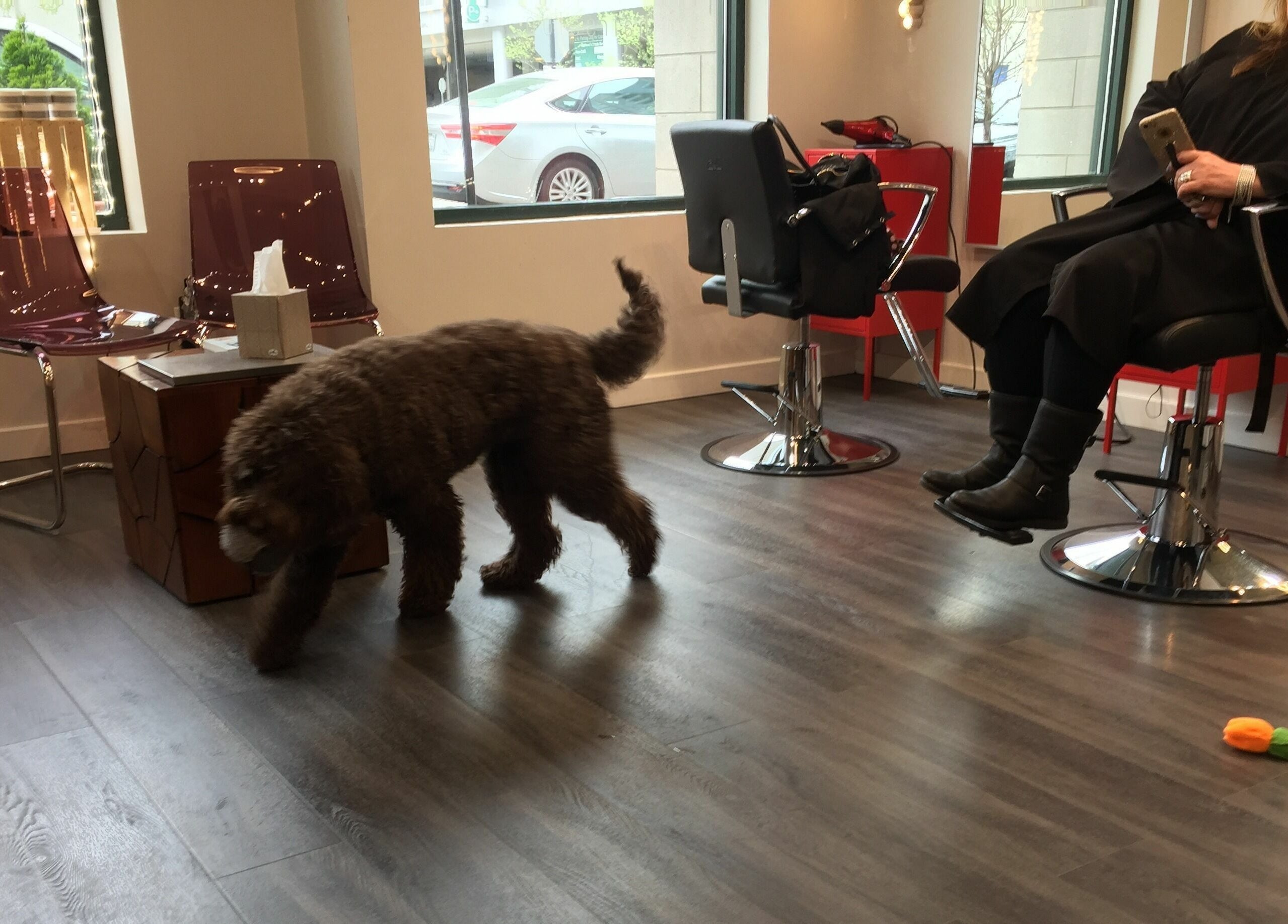 Comfortable seating and dog in Studio 84one, a beauty venue in Chicago, Illinois, US.