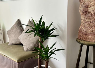 Cozy therapy corner at Gower Garden Therapies in Southgate, Wales, GB with plants and seating.