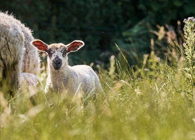 Peaceful sheep in a sunny field near Thrive Therapies, Bideford, England, GB, embracing nature's tranquility.