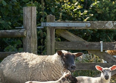 Tranquil farm scene near Thrive Therapies, Bideford, England, GB, featuring sheep by a rustic wooden gate.