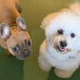 Elite Dog Spa & Daycare - 4 Novar Drive, Glasgow, Scotland