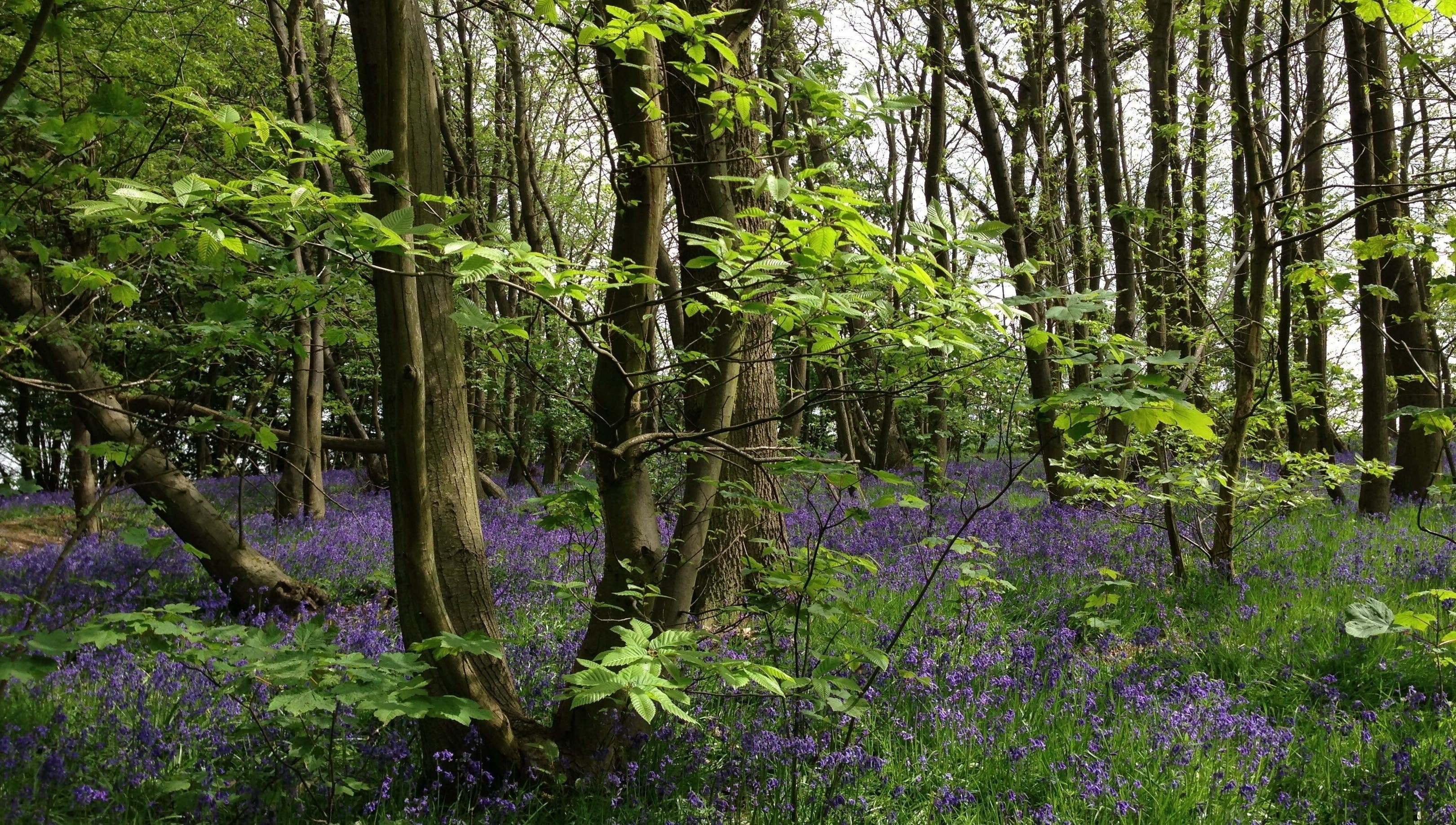 Tranquil woodland with vibrant bluebells near Lymphatics Ltd in Rochford, GB, enhancing natural beauty.