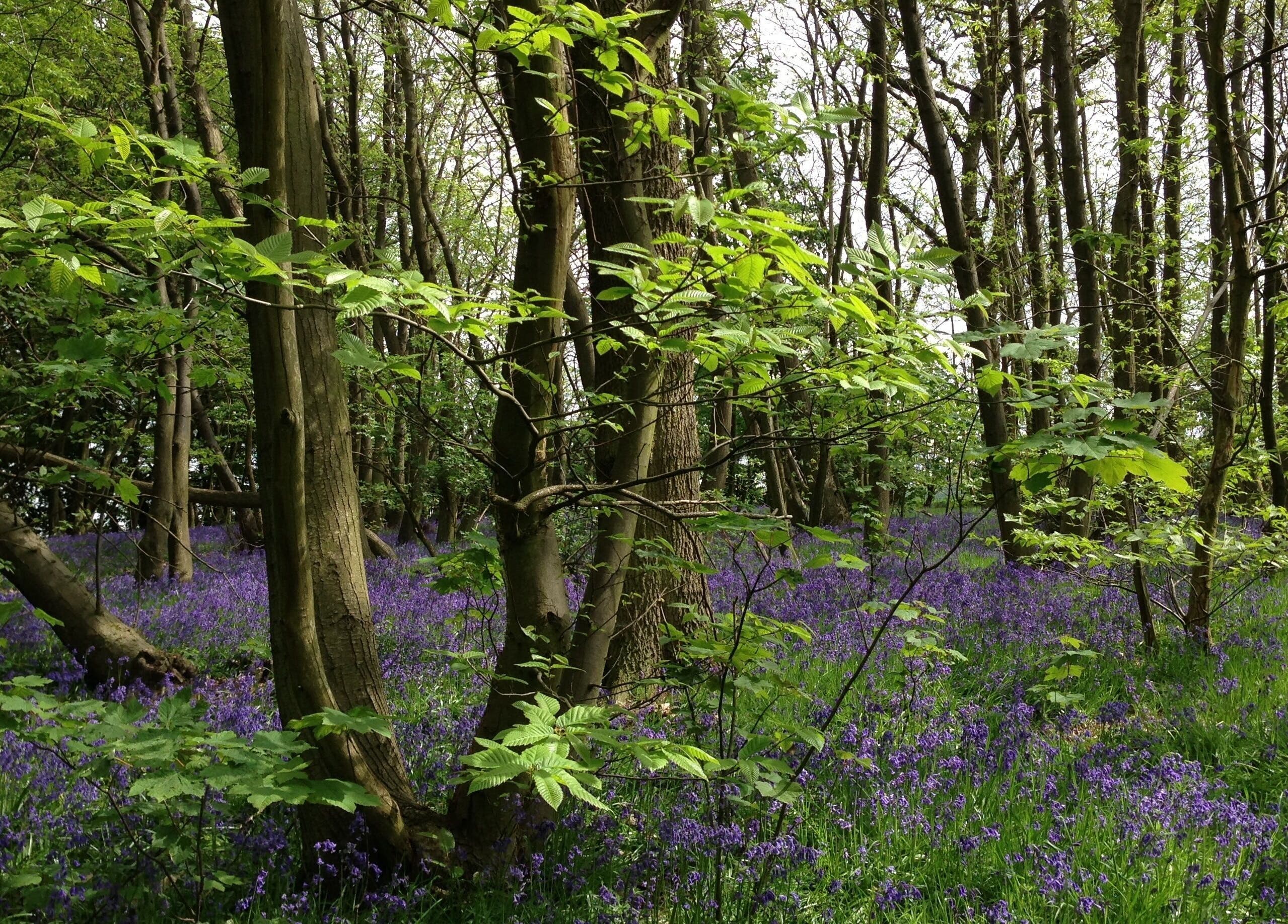 Tranquil woodland with vibrant bluebells near Lymphatics Ltd in Rochford, GB, enhancing natural beauty.