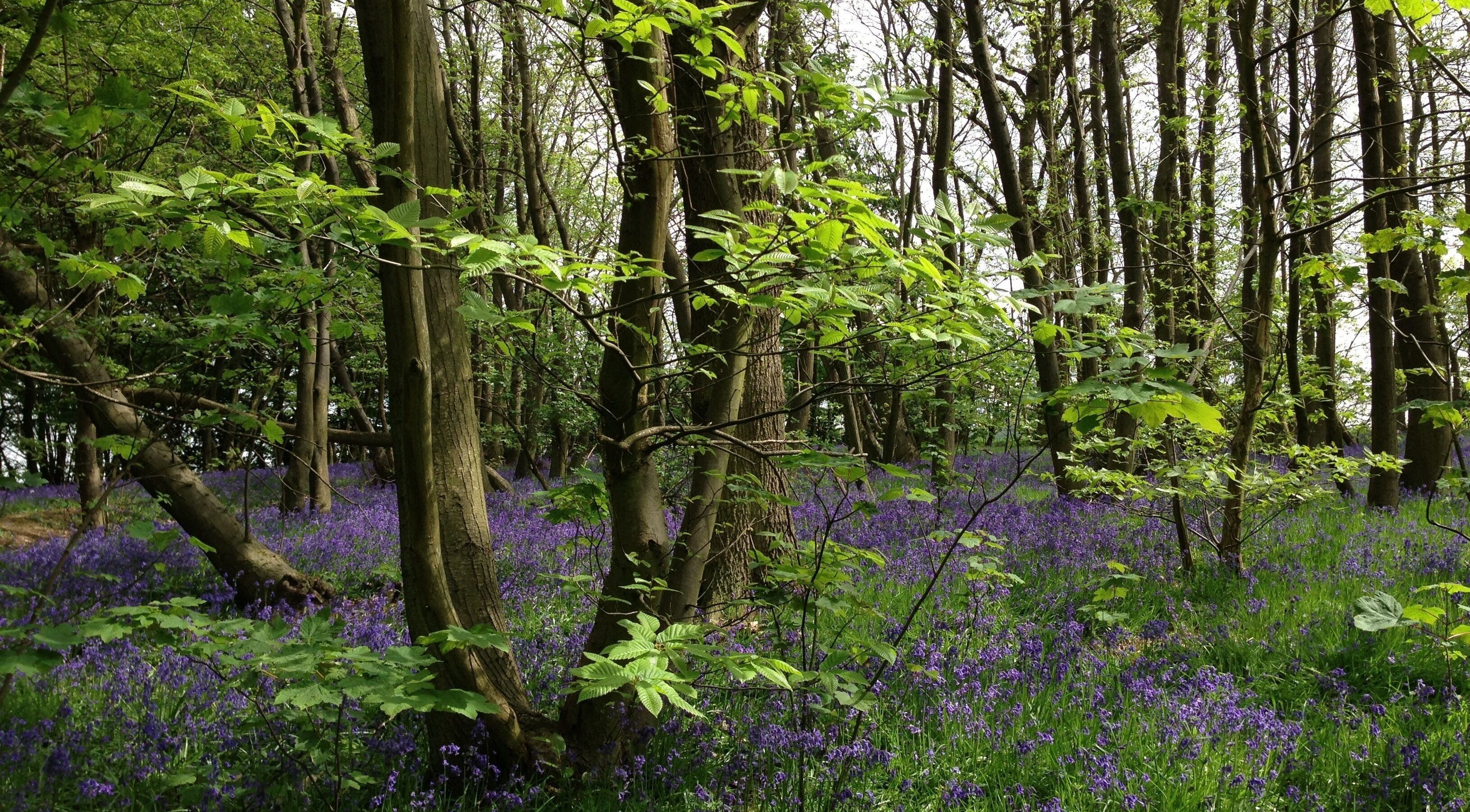 Tranquil woodland with vibrant bluebells near Lymphatics Ltd in Rochford, GB, enhancing natural beauty.