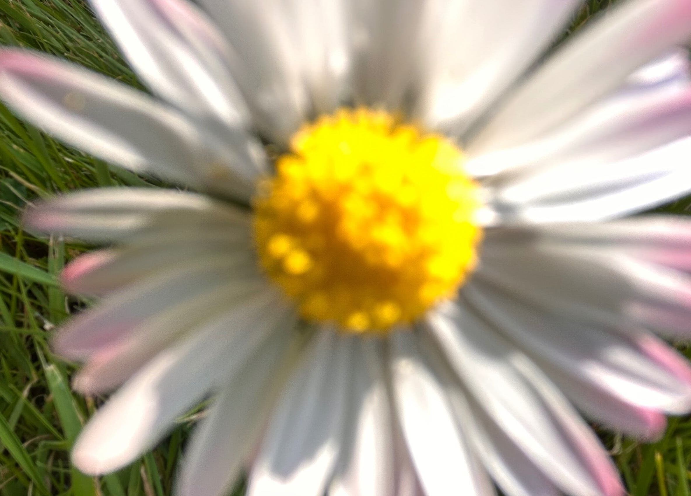 A close-up of a daisy in the garden at Lymphatics Ltd, Rochford, GB, showcasing natural beauty and wellness.