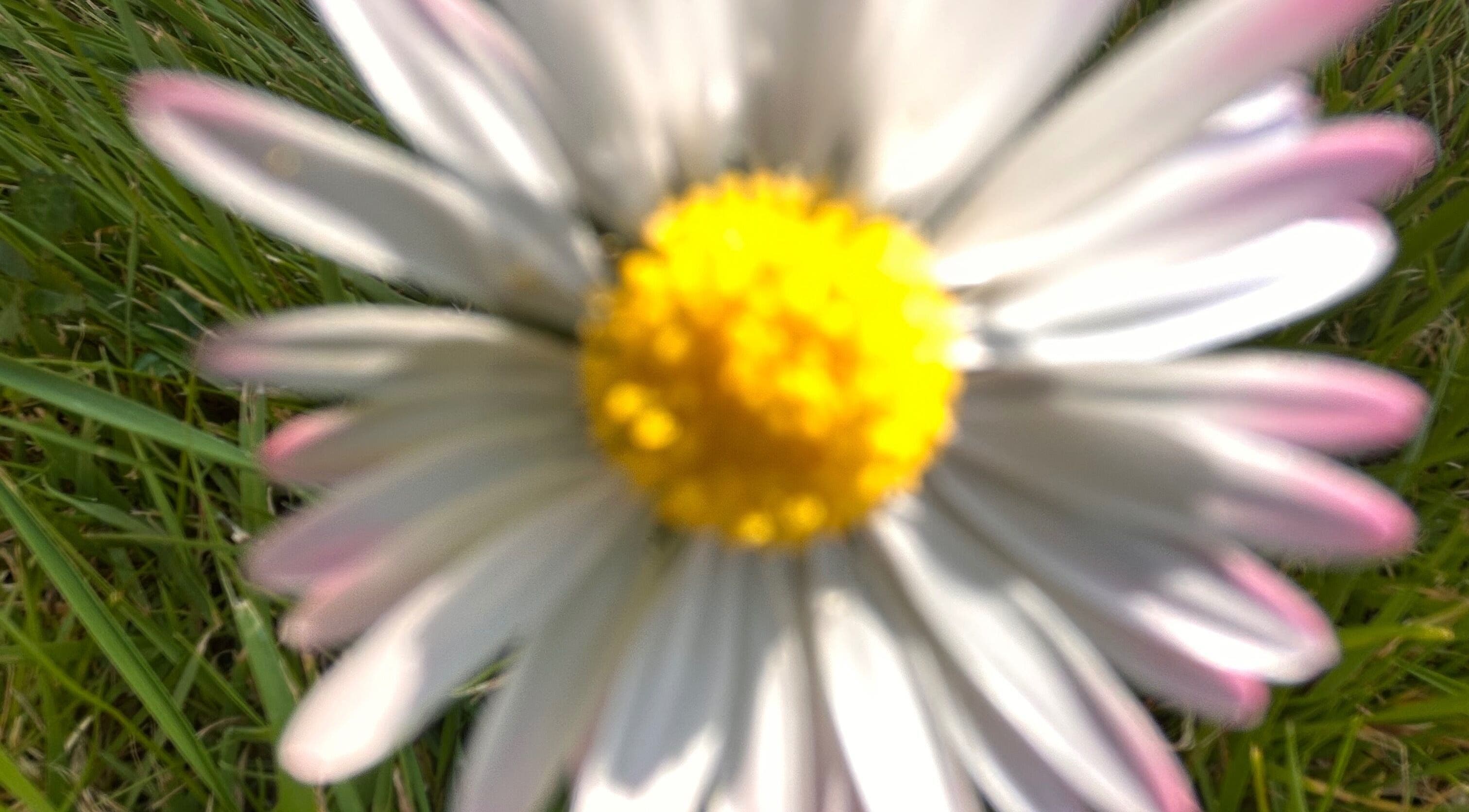 A close-up of a daisy in the garden at Lymphatics Ltd, Rochford, GB, showcasing natural beauty and wellness.