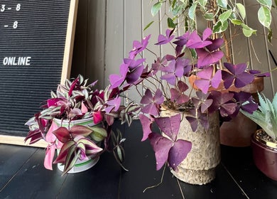 Chic plant arrangement at Peak Physique and Bodywork Kirkcaldy, Kirkcaldy, Scotland, GB.