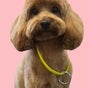 Purrrfection Grooming - 13 Evans Ave, North Mackay, Queensland